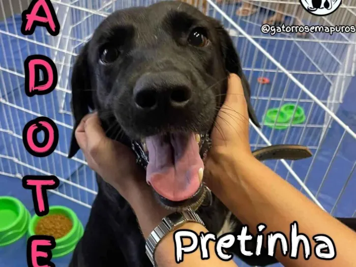 Cachorro ra a SRD-ViraLata idade 3 anos nome Pretinha