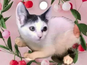 Gato raça SRD-ViraLata idade 2 a 6 meses nome Mio  bb2meses Linda 