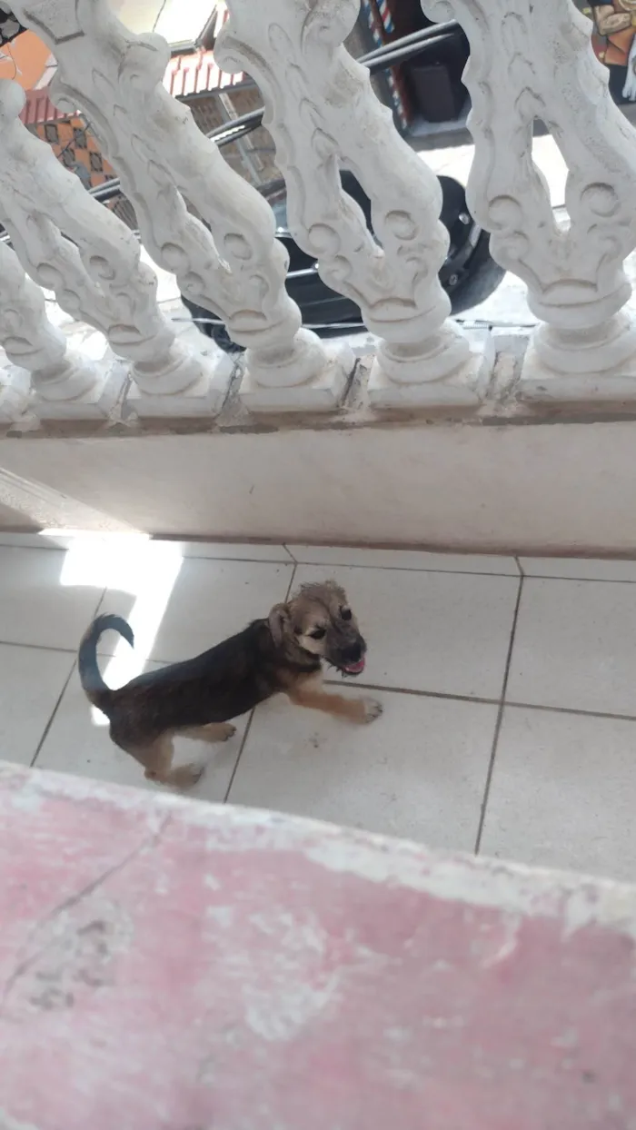 Cachorro ra a Filhote de Lhasa idade Abaixo de 2 meses nome Théo 