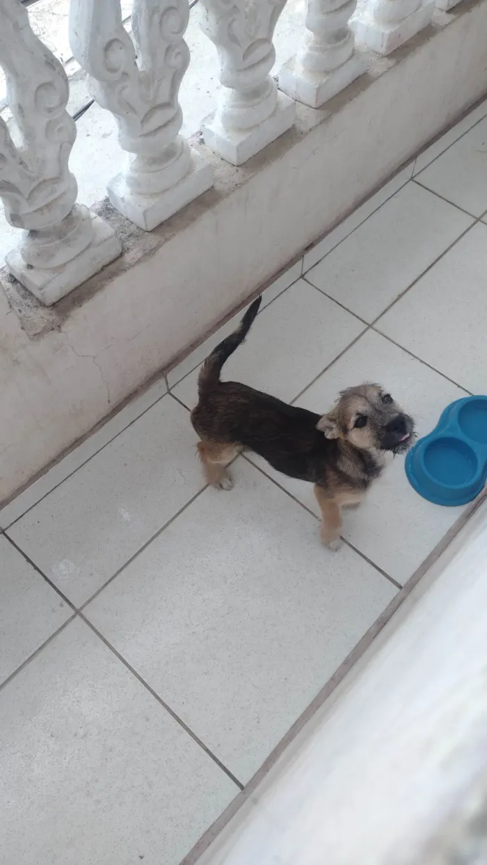 Cachorro ra a Filhote de Lhasa idade Abaixo de 2 meses nome Théo 