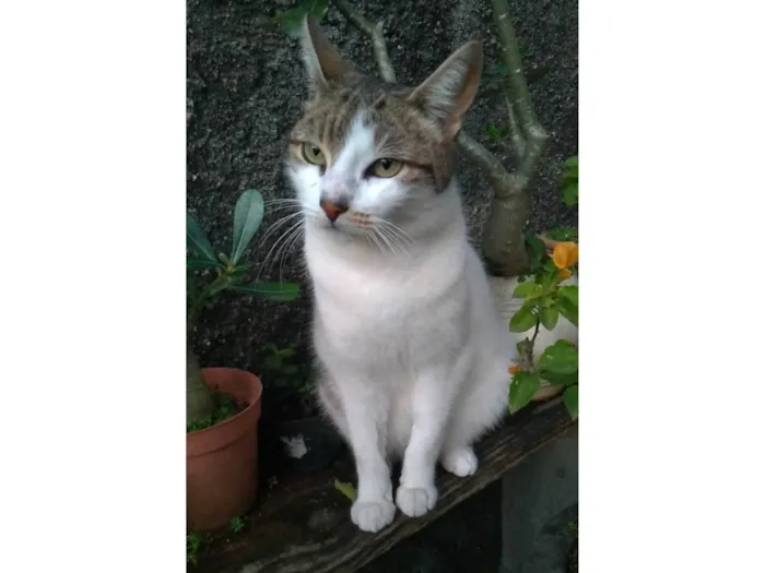Gato ra a SRD-ViraLata idade 2 anos nome Iris