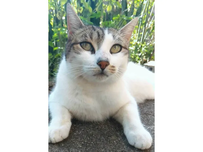 Gato ra a SRD-ViraLata idade 2 anos nome Iris