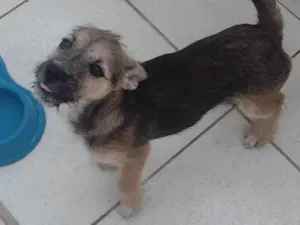 Cachorro raça Filhote de Lhasa idade Abaixo de 2 meses nome Théo 