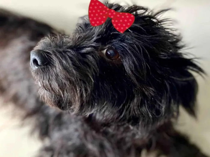 Cachorro ra a Mestica  idade 7 a 11 meses nome Malu 