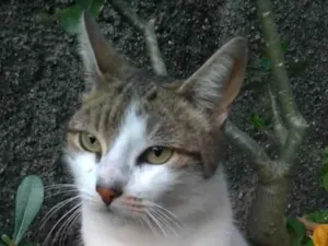 Gato raça SRD-ViraLata idade 2 anos nome Iris