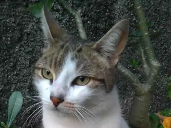 Gato ra a SRD-ViraLata idade 2 anos nome Iris