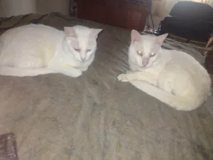 Gato raça SRD-ViraLata idade 3 anos nome Branquinha e Branco