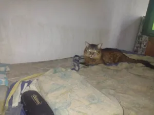 Gato raça SRD-ViraLata idade 3 anos nome Zé Levinho