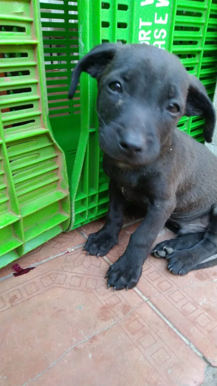 Cachorro ra a Sem definição  idade Abaixo de 2 meses nome Sem nome