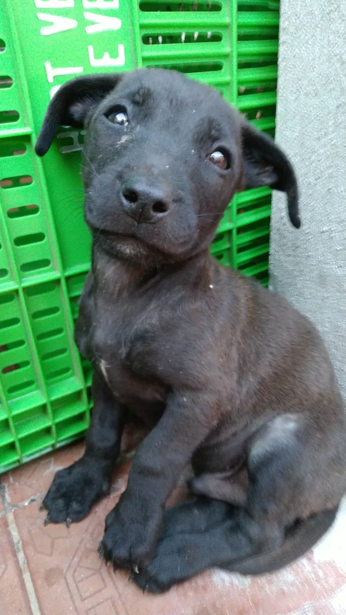 Cachorro ra a Sem definição  idade Abaixo de 2 meses nome Sem nome