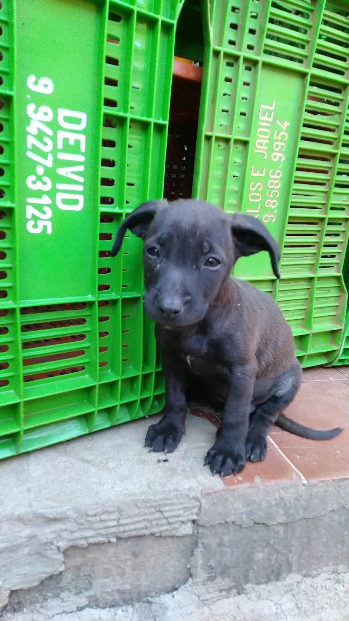 Cachorro ra a Sem definição  idade Abaixo de 2 meses nome Sem nome