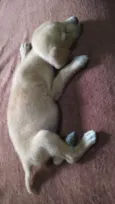 Bel