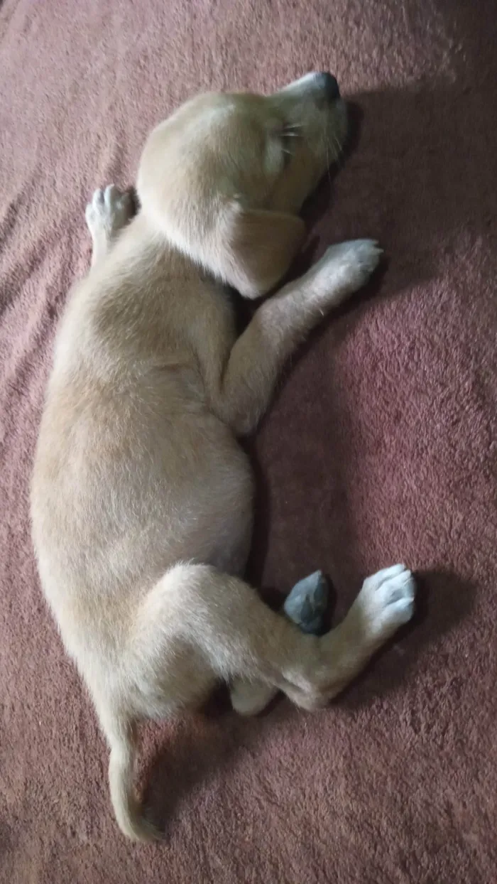 Cachorro ra a SRD-ViraLata idade Abaixo de 2 meses nome Bel