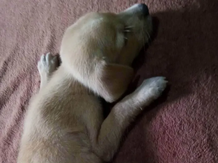 Cachorro ra a SRD-ViraLata idade Abaixo de 2 meses nome Bel
