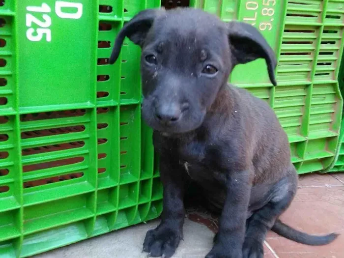 Cachorro ra a Sem definição  idade Abaixo de 2 meses nome Sem nome