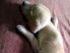 Cachorro raça SRD-ViraLata idade Abaixo de 2 meses nome Bel