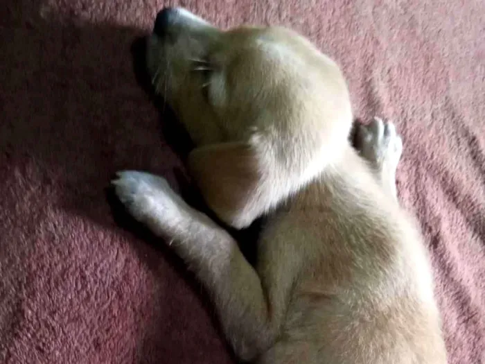 Cachorro ra a SRD-ViraLata idade Abaixo de 2 meses nome Bel