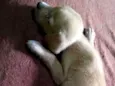 Bel
