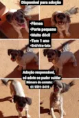 Cachorrinha 