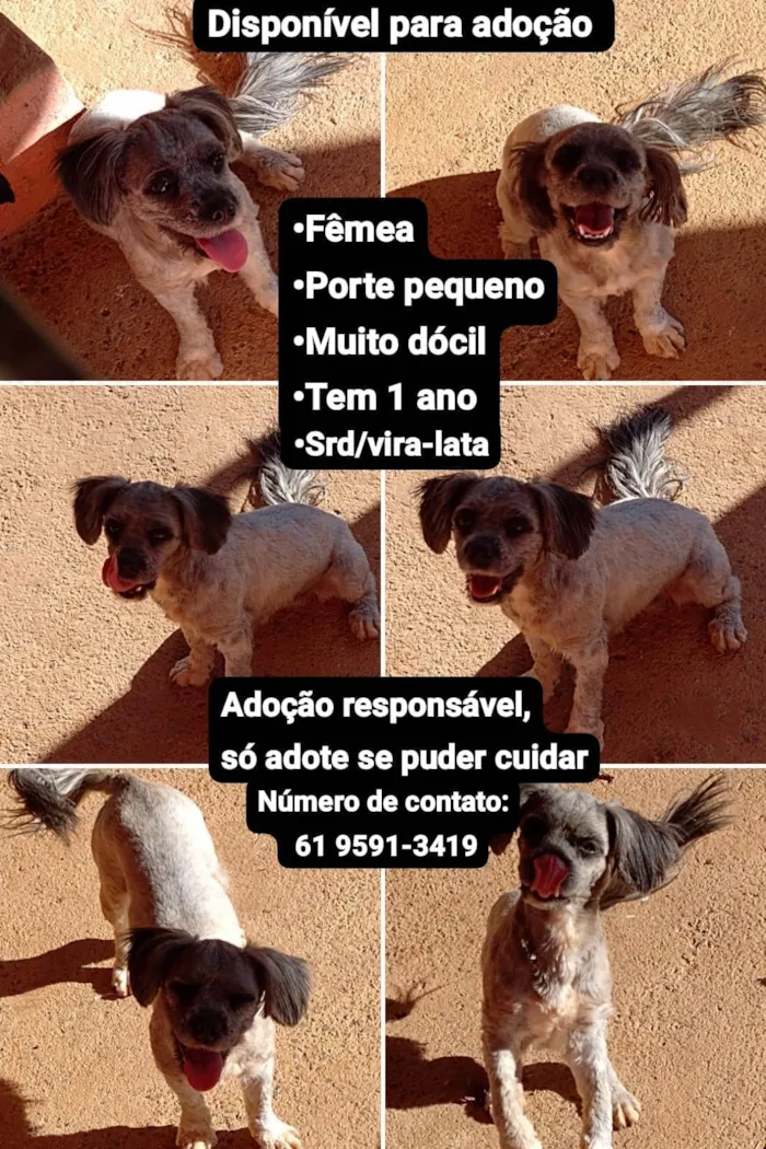 Cachorro ra a SRD-ViraLata idade 1 ano nome Cachorrinha 