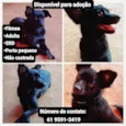 Cachorrinha 