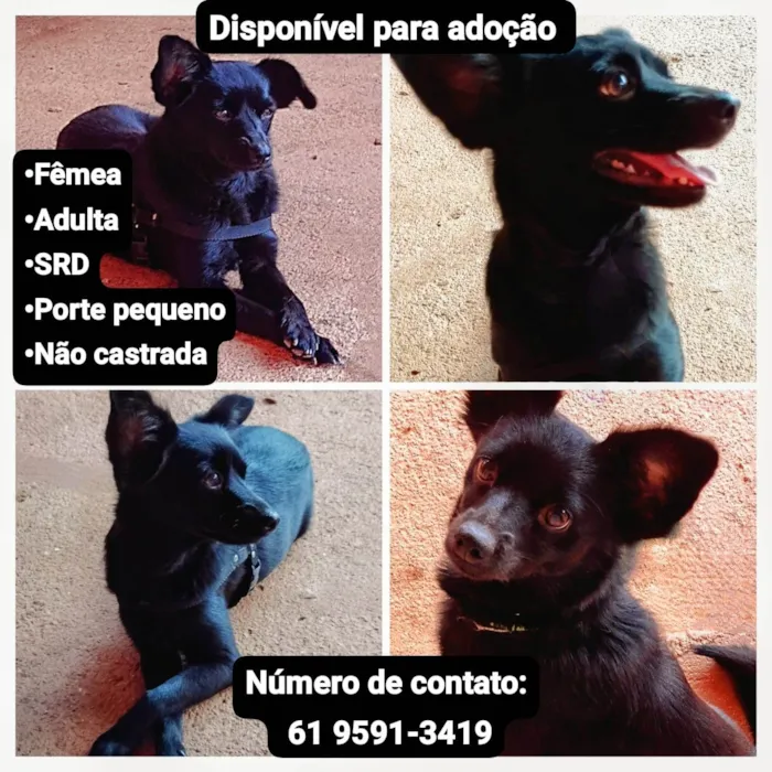 Cachorro ra a SRD-ViraLata idade 1 ano nome Cachorrinha 