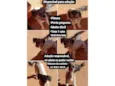 Cachorrinha 