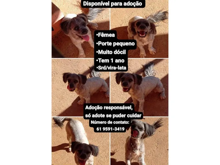 Cachorro ra a SRD-ViraLata idade 1 ano nome Cachorrinha 