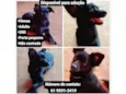 Cachorrinha 