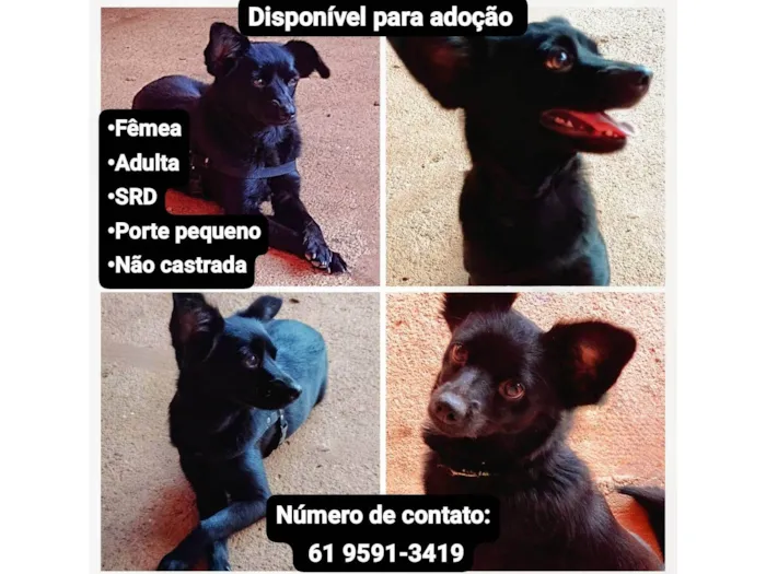 Cachorro ra a SRD-ViraLata idade 1 ano nome Cachorrinha 