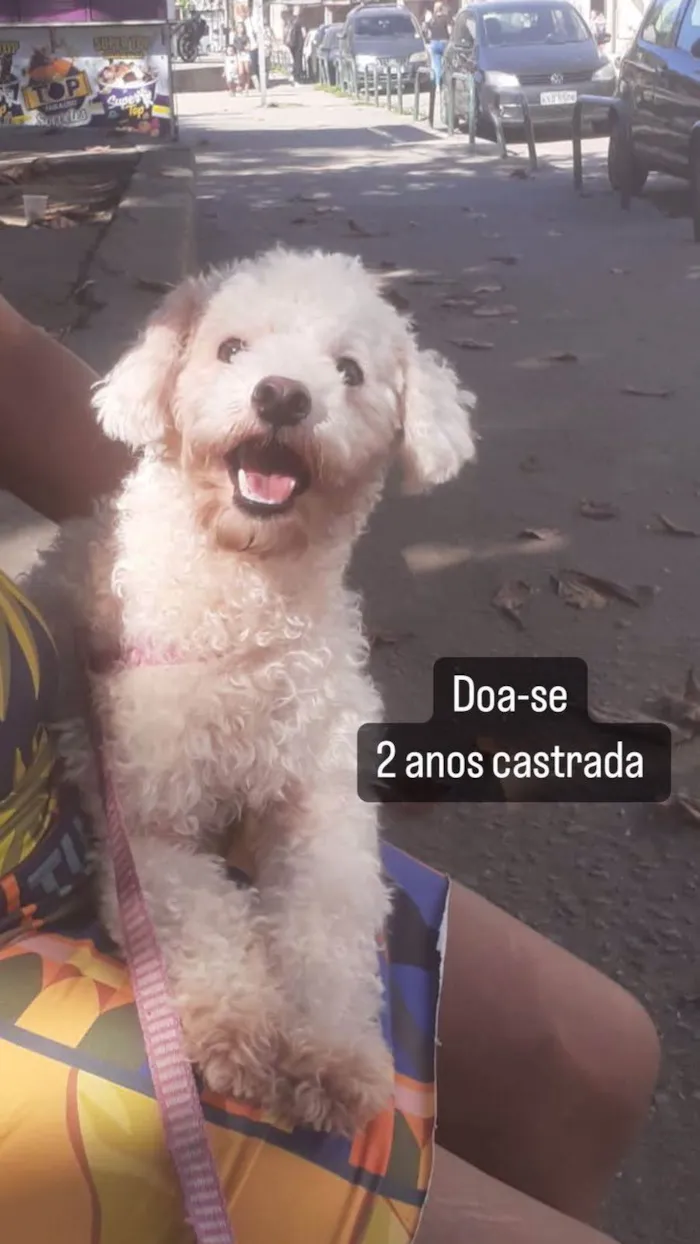 Cachorro ra a Poodle  idade 2 anos nome Maya