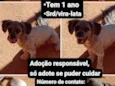 Cachorrinha 