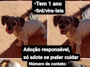 Cachorro raça SRD-ViraLata idade 1 ano nome Cachorrinha 