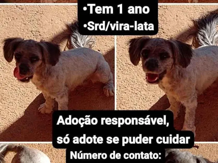 Cachorro ra a SRD-ViraLata idade 1 ano nome Cachorrinha 