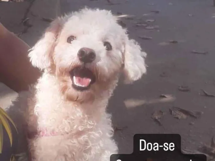 Cachorro ra a Poodle  idade 2 anos nome Maya