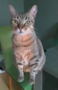 Nala