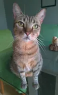 Nala