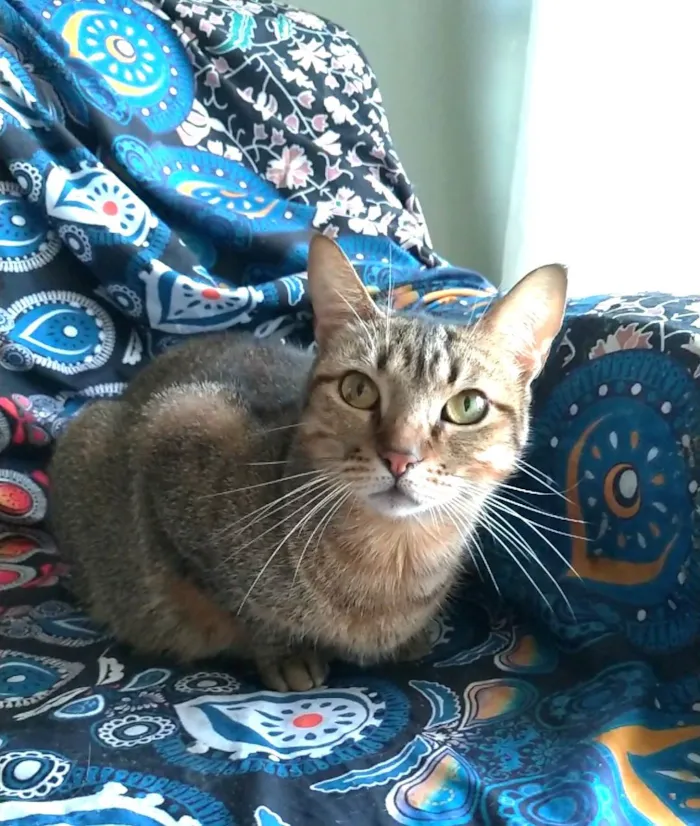 Gato ra a SRD-ViraLata idade 2 anos nome Nala