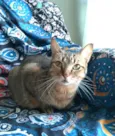 Nala