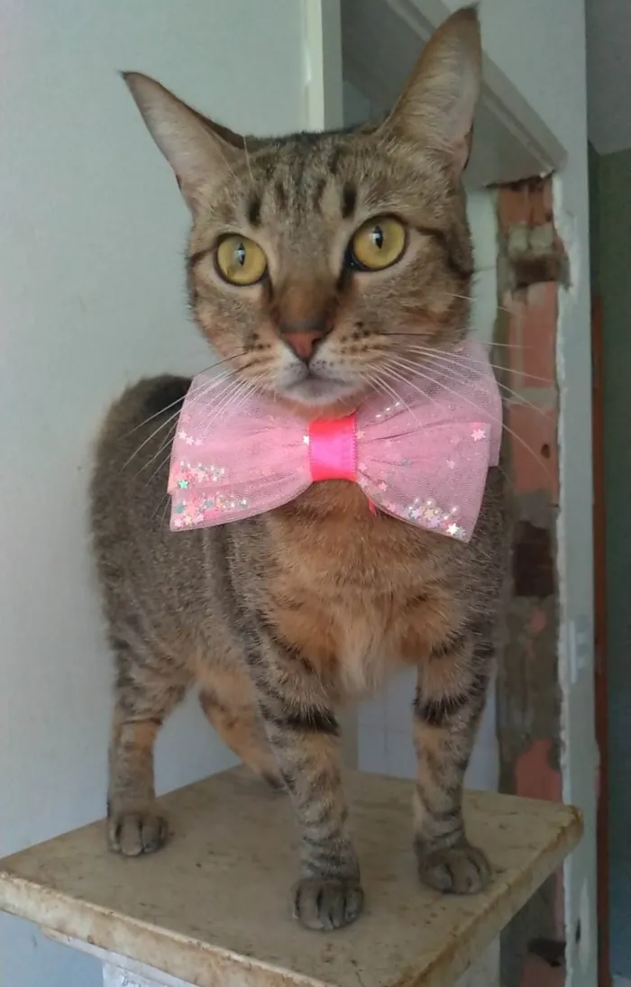 Gato ra a SRD-ViraLata idade 2 anos nome Nala