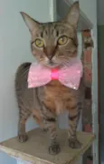Nala