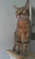 Nala