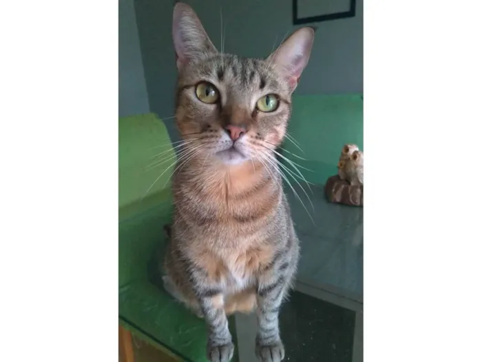 Gato ra a SRD-ViraLata idade 2 anos nome Nala