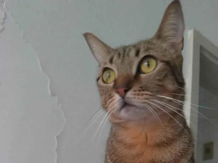 Gato ra a SRD-ViraLata idade 2 anos nome Nala