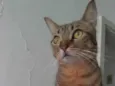 Nala