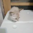 Nala e Boo
