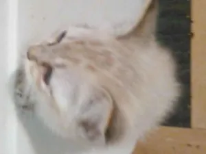 Gato raça SRD-ViraLata idade 2 a 6 meses nome Nala e Boo
