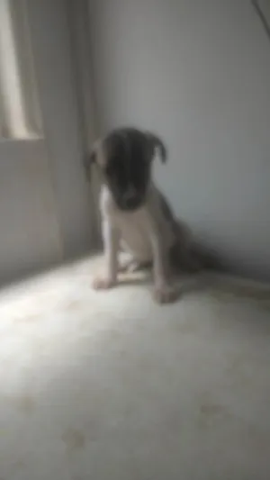 Cachorro raça SRD-ViraLata idade 2 a 6 meses nome BEBÊ 1, 2, 3