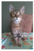 NICK