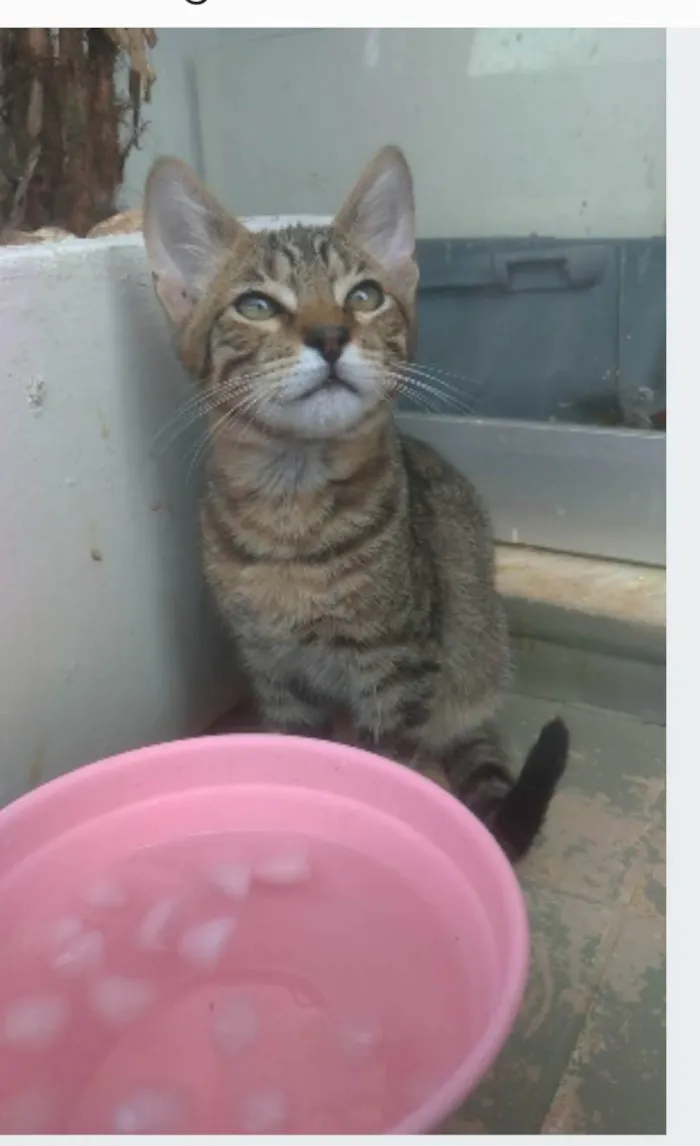 Gato ra a srd tigradinho idade 2 a 6 meses nome NICK